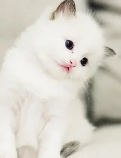 Sticker Cute cat - 0