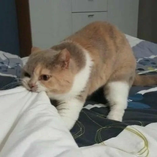 Котики :: @fStikBot Котики :: @fStikBot -