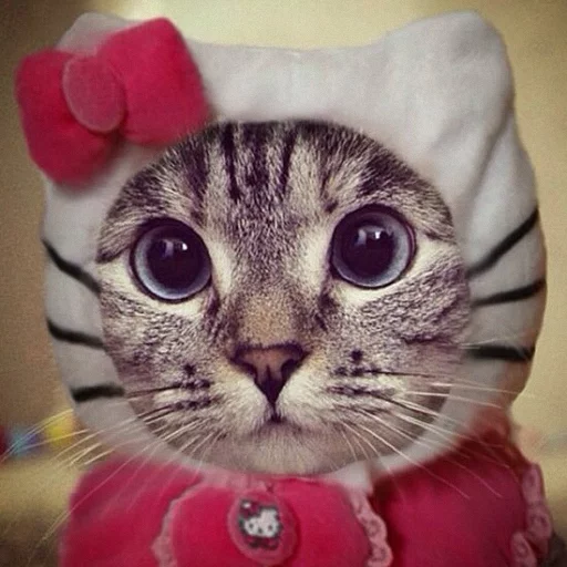 Cute cat packs Cute cat packs -