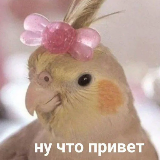 𖡒 𖡒 -