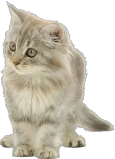 Стикер Cutie Cats @SbornikStickers - 0