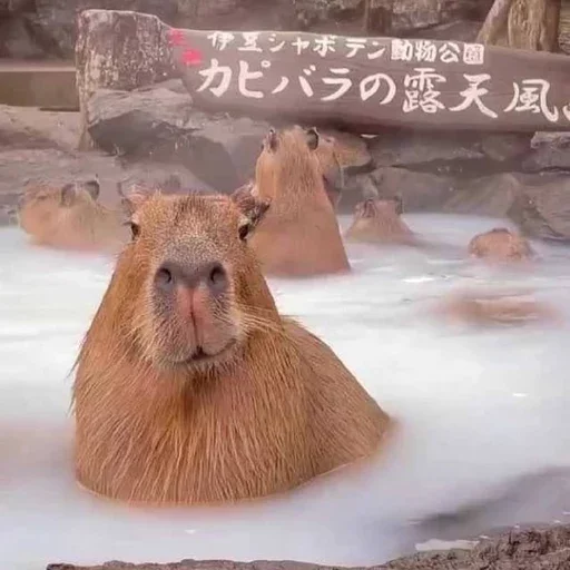 CapyBara CapyBara -