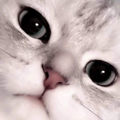 Cats @kll0rt :: @fStikBot Cats @kll0rt :: @fStikBot -