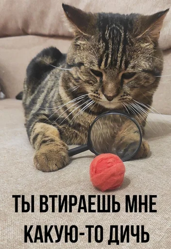 My cats My cats -