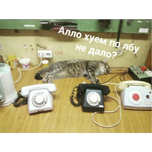 cat cat animal indoor