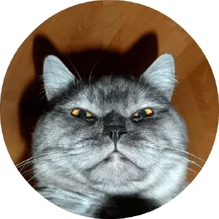 Дела Котеечные Дела Котеечные - животное