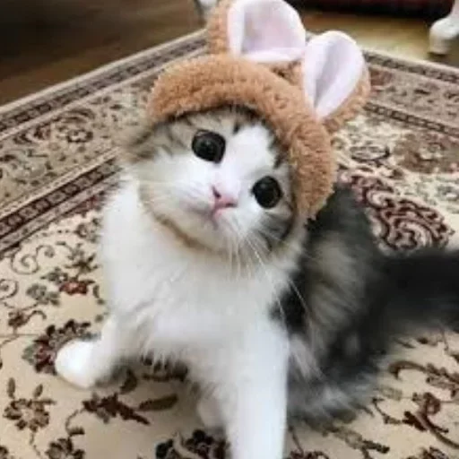 млекопитающее животное кошка