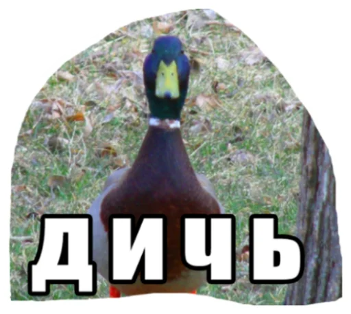ДИЧЬ ДИЧЬ -