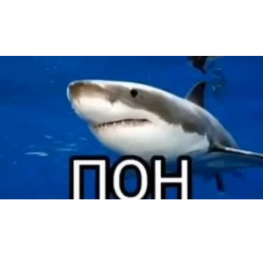 Тимощукпон Тимощукпон -
