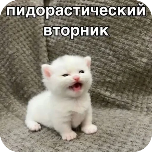 Мяу Мяу -