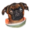 FanyaDog FanyaDog -