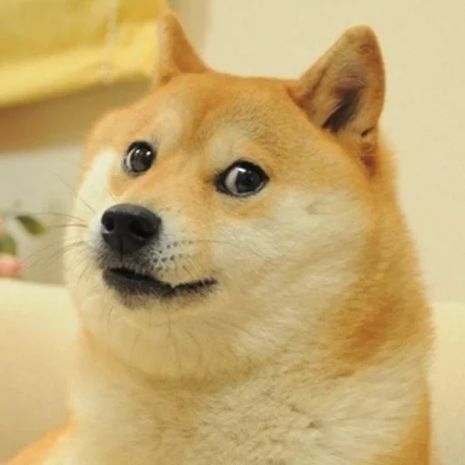 Doge Edits Doge Edits -