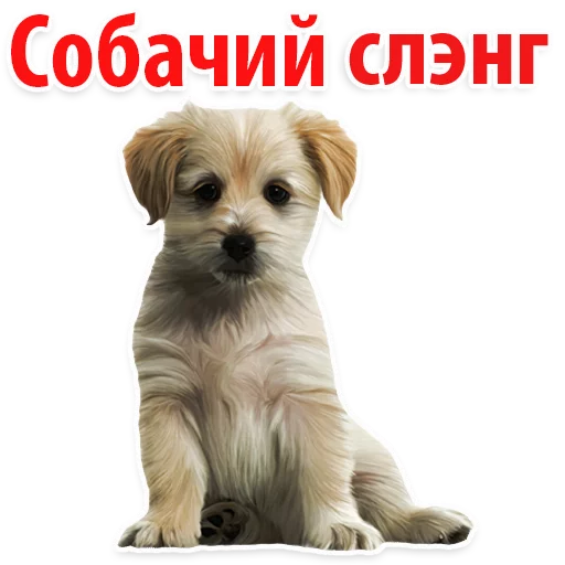 🐕Собачий Слэнг @TuristasTV 🐕Собачий Слэнг @TuristasTV - животное