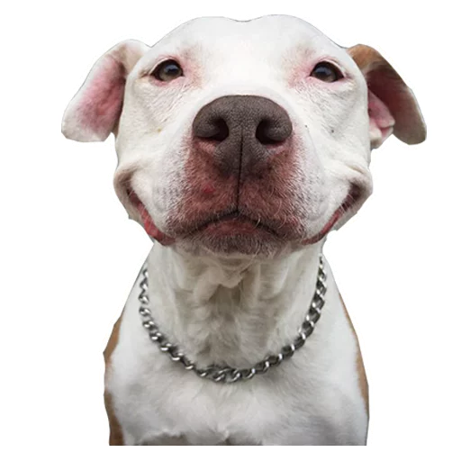 Псы @eeZee_stickers Псы @eeZee_stickers -