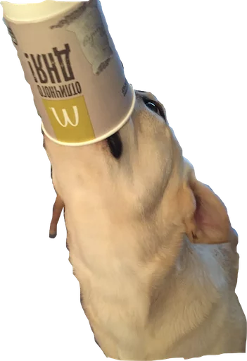 Dog's mood Dog's mood -