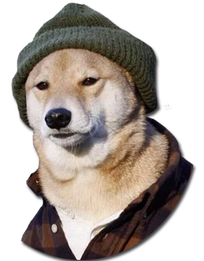 DontBeDog DontBeDog -