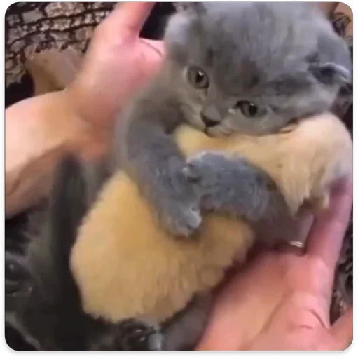 Котяяяяя Котяяяяя -