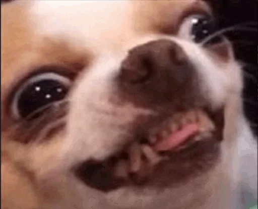animal animal mammal dog