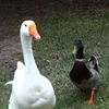Ducks and Geese Ducks and Geese -
