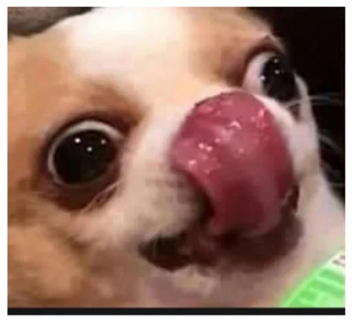 Fucked animals Fucked animals -
