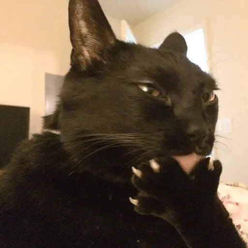 animal mammal black cat