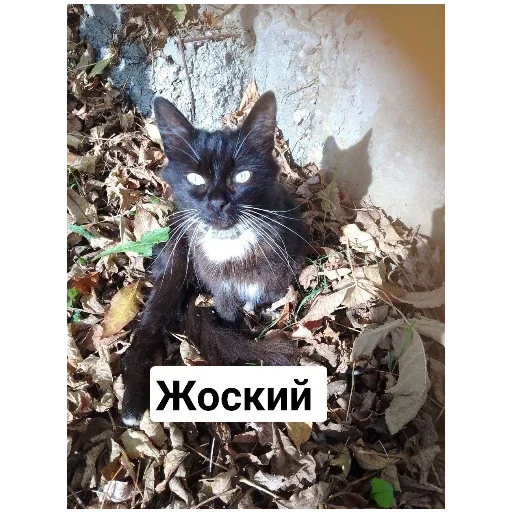 Эх Богдан, Богдан,боооогдан богом дан Эх Богдан, Богдан,боооогдан богом дан -