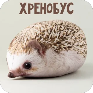 Шлепа Игрушка Мягкая Купить Блоп