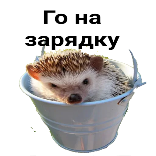 hedgehog_(@Wellness_sveta hedgehog_(@Wellness_sveta -