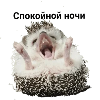 Sticker hedgehog_(@Wellness_sveta - 0