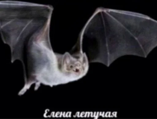 Елена летучая Елена летучая -