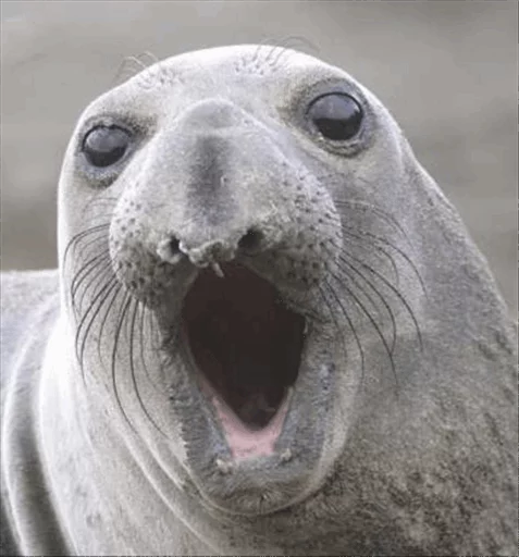 Стикер Elephant seal @ElOlive @Wapster - 0