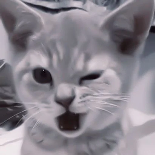 mammal animal cat