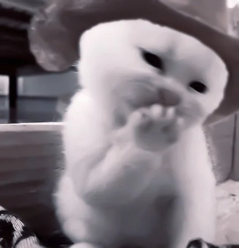 rabbit toy white