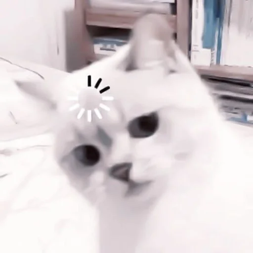 small to medium-sized cats cat indoor