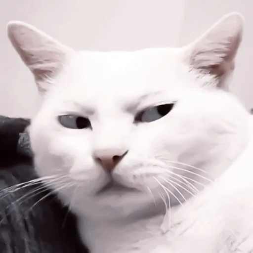 mammal animal cat