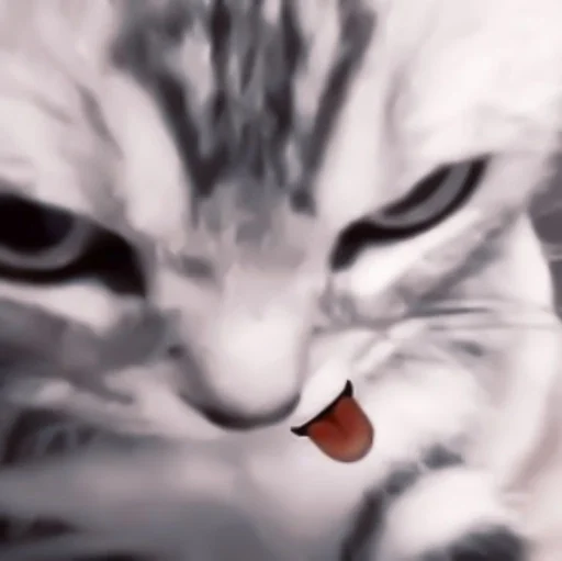 mammal animal cat