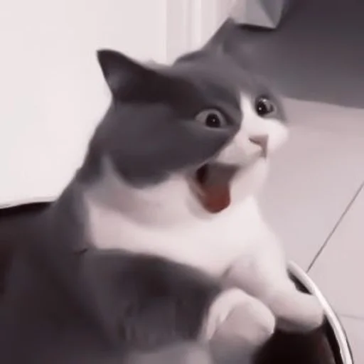 small to medium-sized cats indoor cat