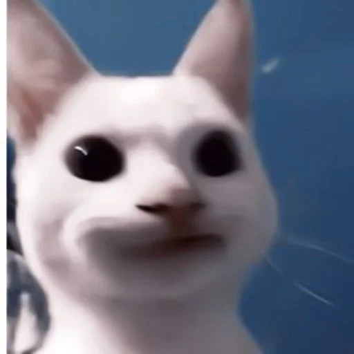 small to medium-sized cats whiskers cat