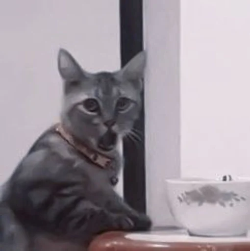 small to medium-sized cats felidae cat