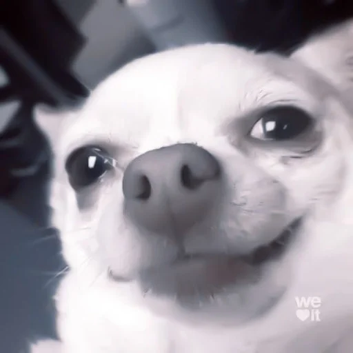 animal mammal dog