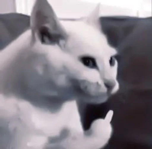 animal mammal cat