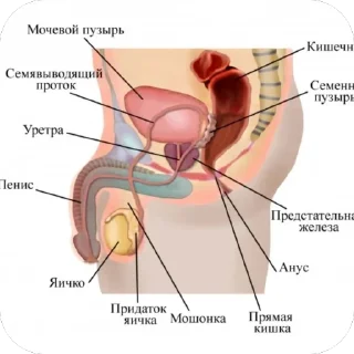 Sticker Ева селфи - 2