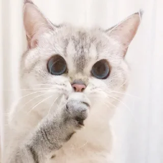 Стикер Expressive Cat - 0