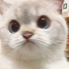 Expressive Cat Expressive Cat -