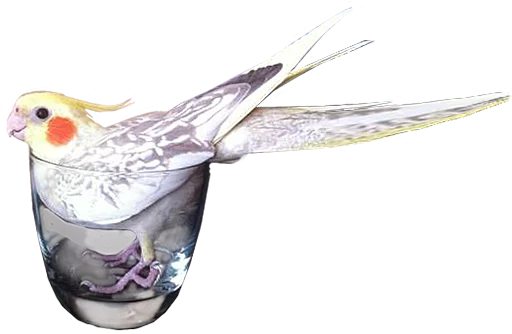 birbs birbs -