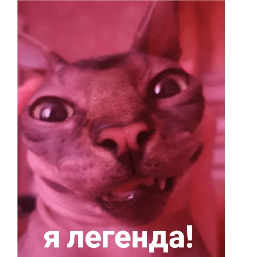 Фарик легенда Фарик легенда -