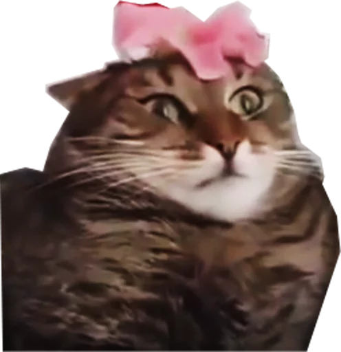 Halp Halp -