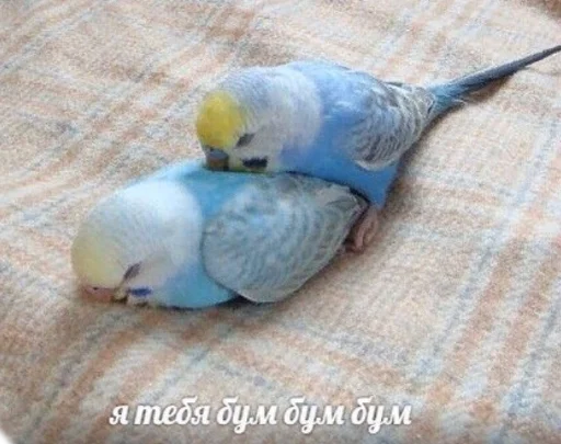 animal animal bird parrot