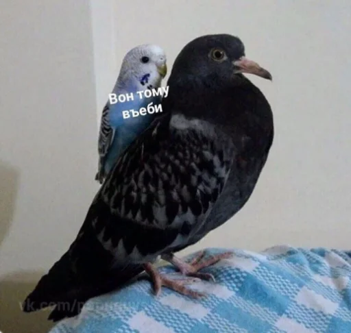 bird bird animal pigeon