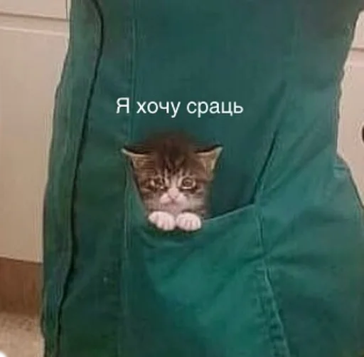 cat cat animal small to medium-sized cats